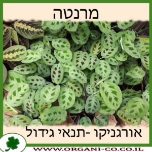 מרנטה