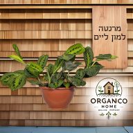 מרנטה למון-ליים למכירה - מחיר