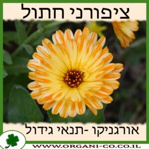 ציפורני חתול גידול צמח