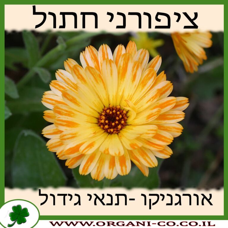 ציפורני חתול ציפורני חתול גידול צמח