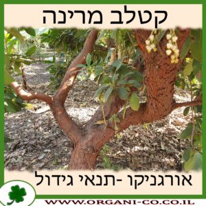 קטלב מרינה גידול צמח