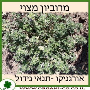 מרוביון מצוי