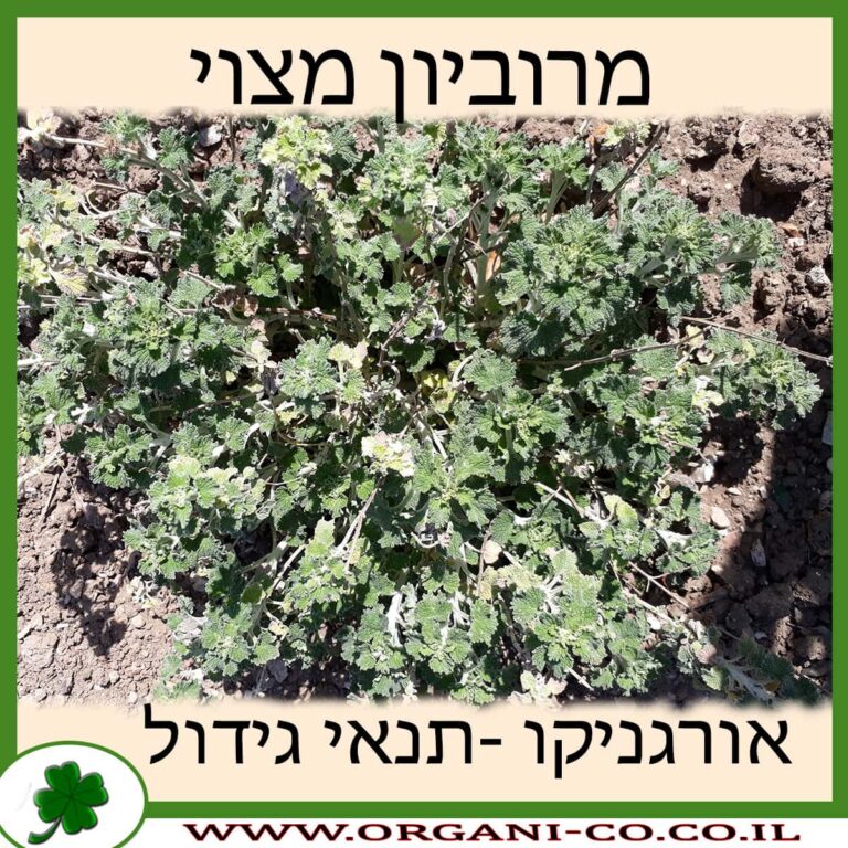 מרוביון מצוי