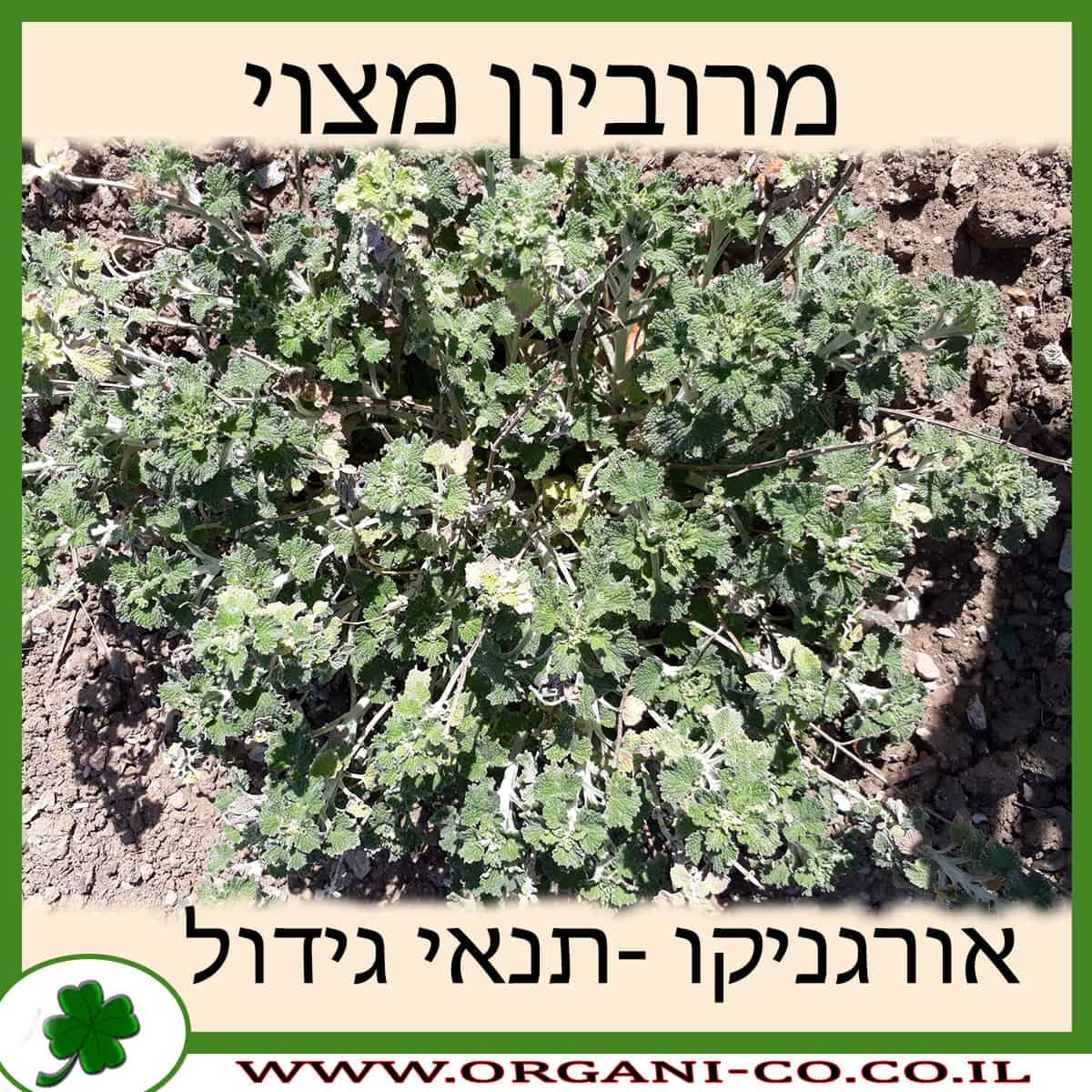 מרוביון מצוי