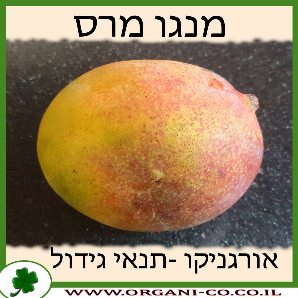 מנגו מרס