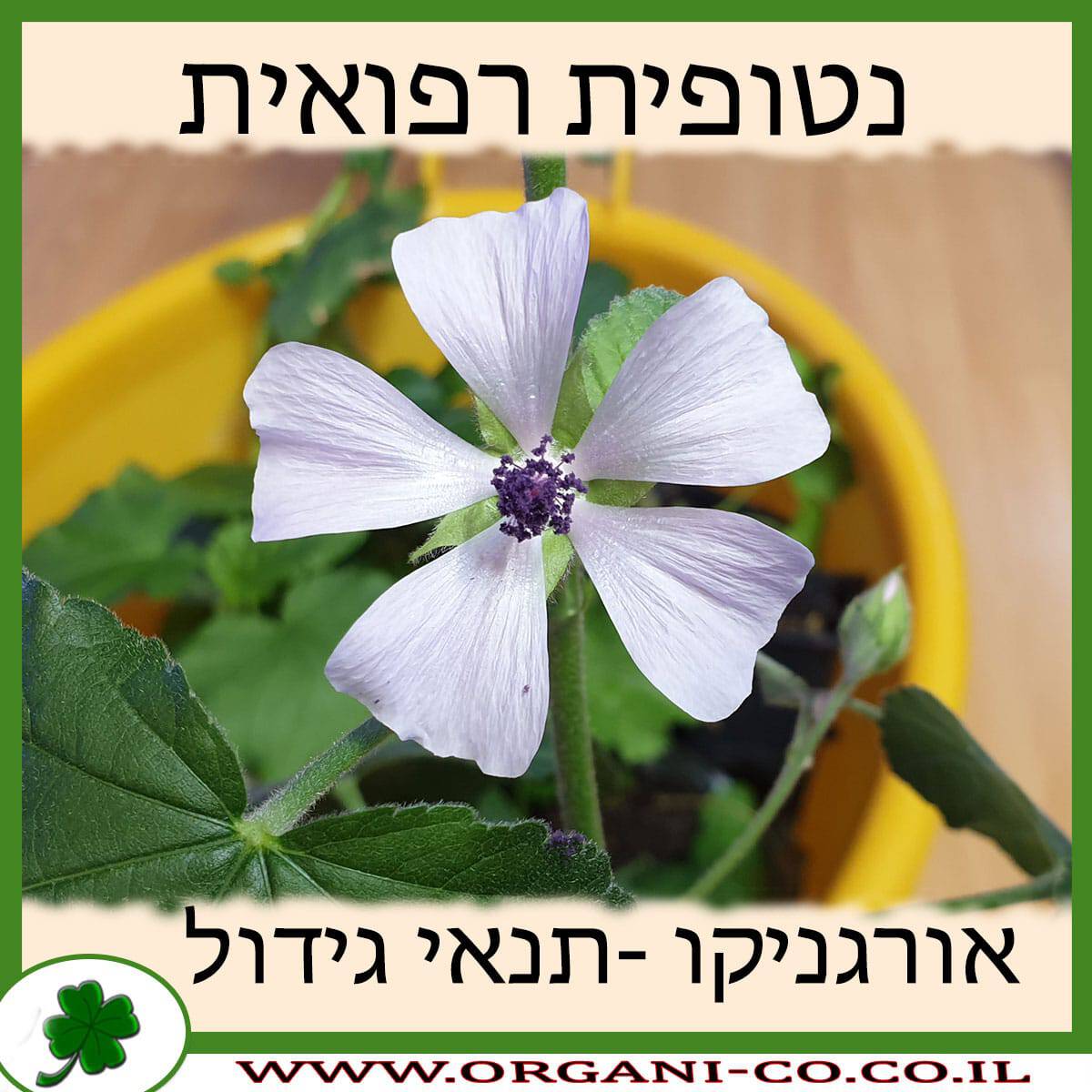 נטופית רפואית