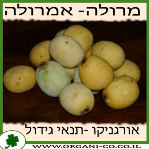אמרולה (מרולה) גידול צמח