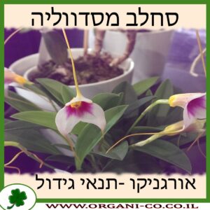 סחלב מסדווליה