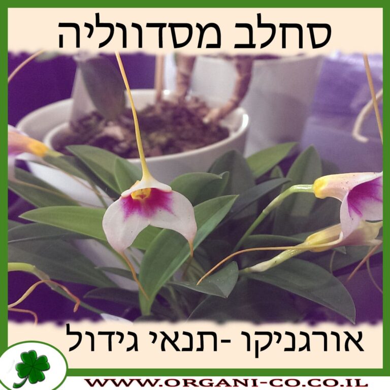 סחלב מסדווליה סחלב מסדווליה