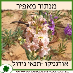 מנתור מאפיר