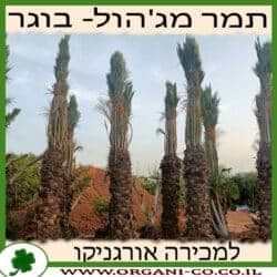 תמר מג'הול בוגר