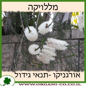 מללויקה