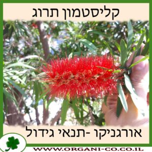 קליסטמון תרוג