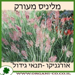 מליניס מעורק