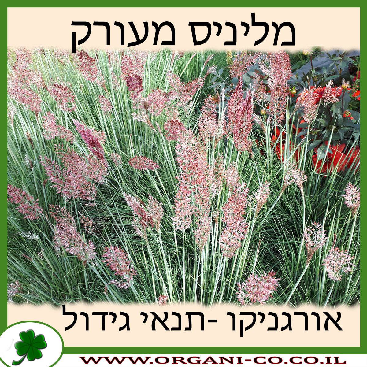 מליניס מעורק