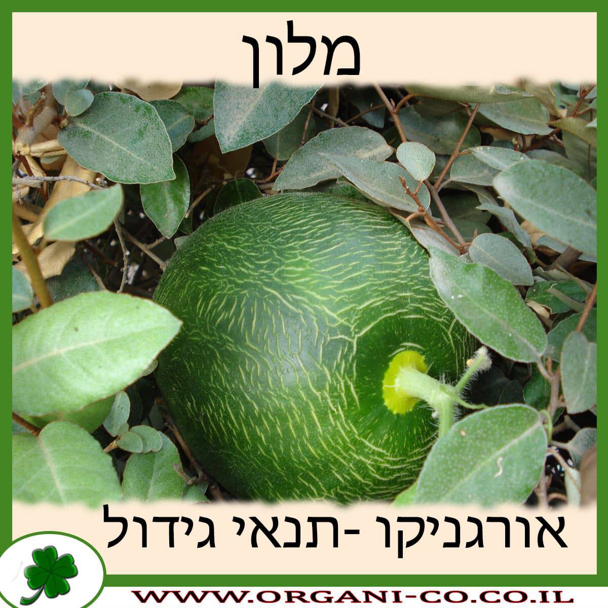 מלון תנאי גידול