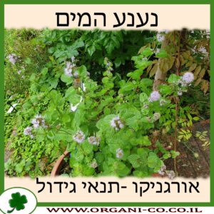 נענע המים