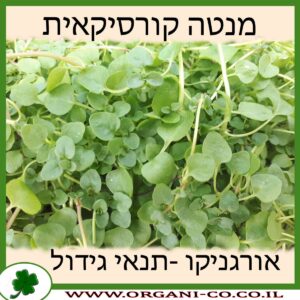 מנטה קורסיקאית