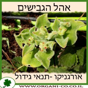 אהל הגבישים