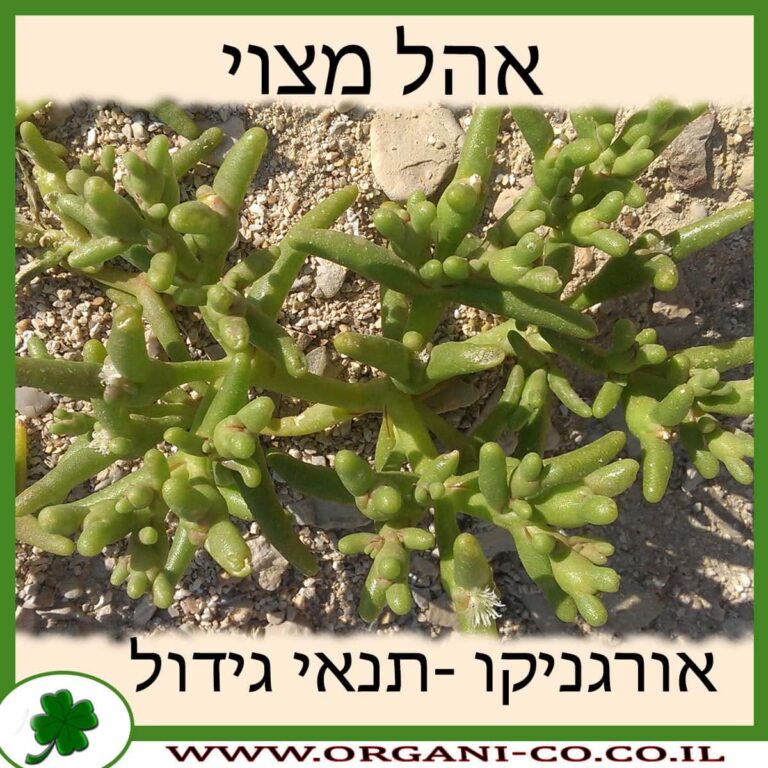 אהל מצוי אהל מצוי