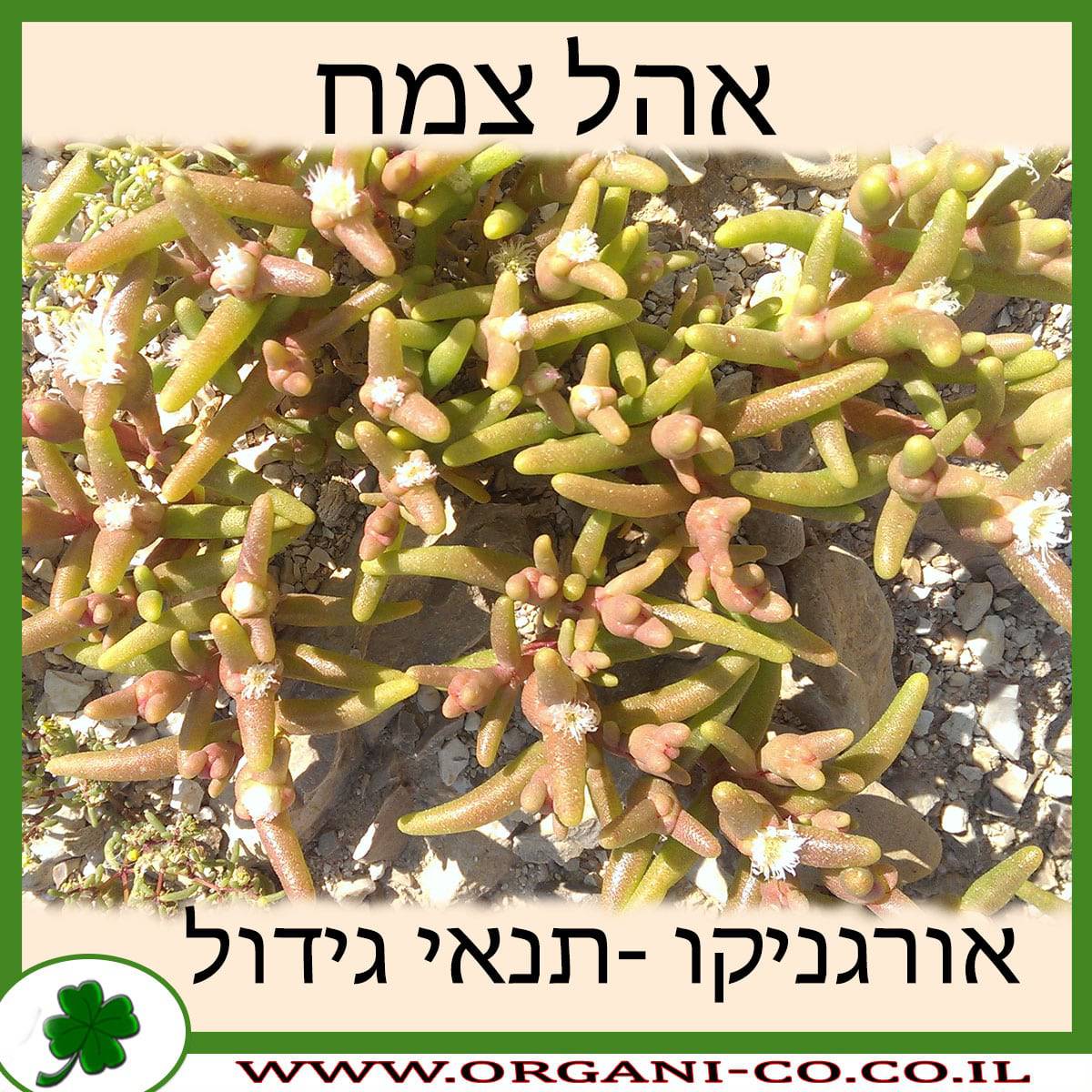 אהל צמח
