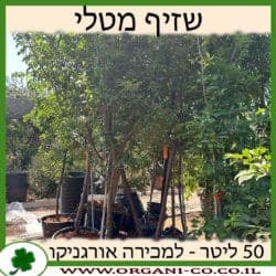 שזיף מטלי 50 ליטר