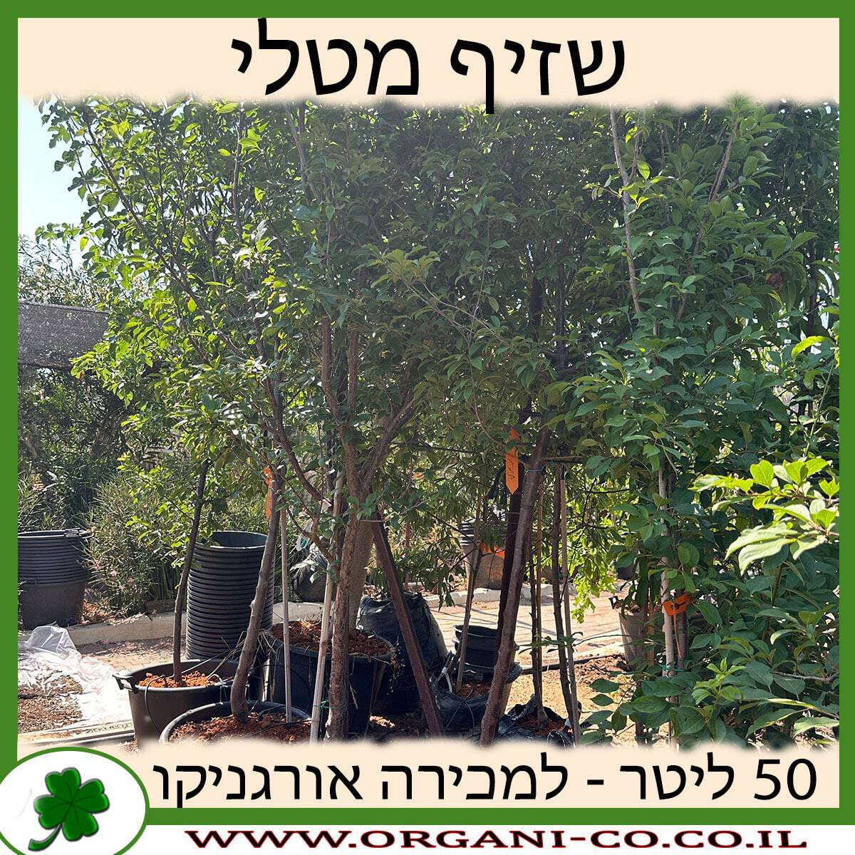שזיף מטלי 50 ליטר למכירה - מחיר