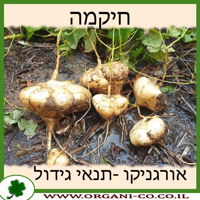 חיקמה חיקמה