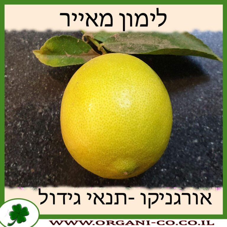 לימון מאייר לימון מאייר
