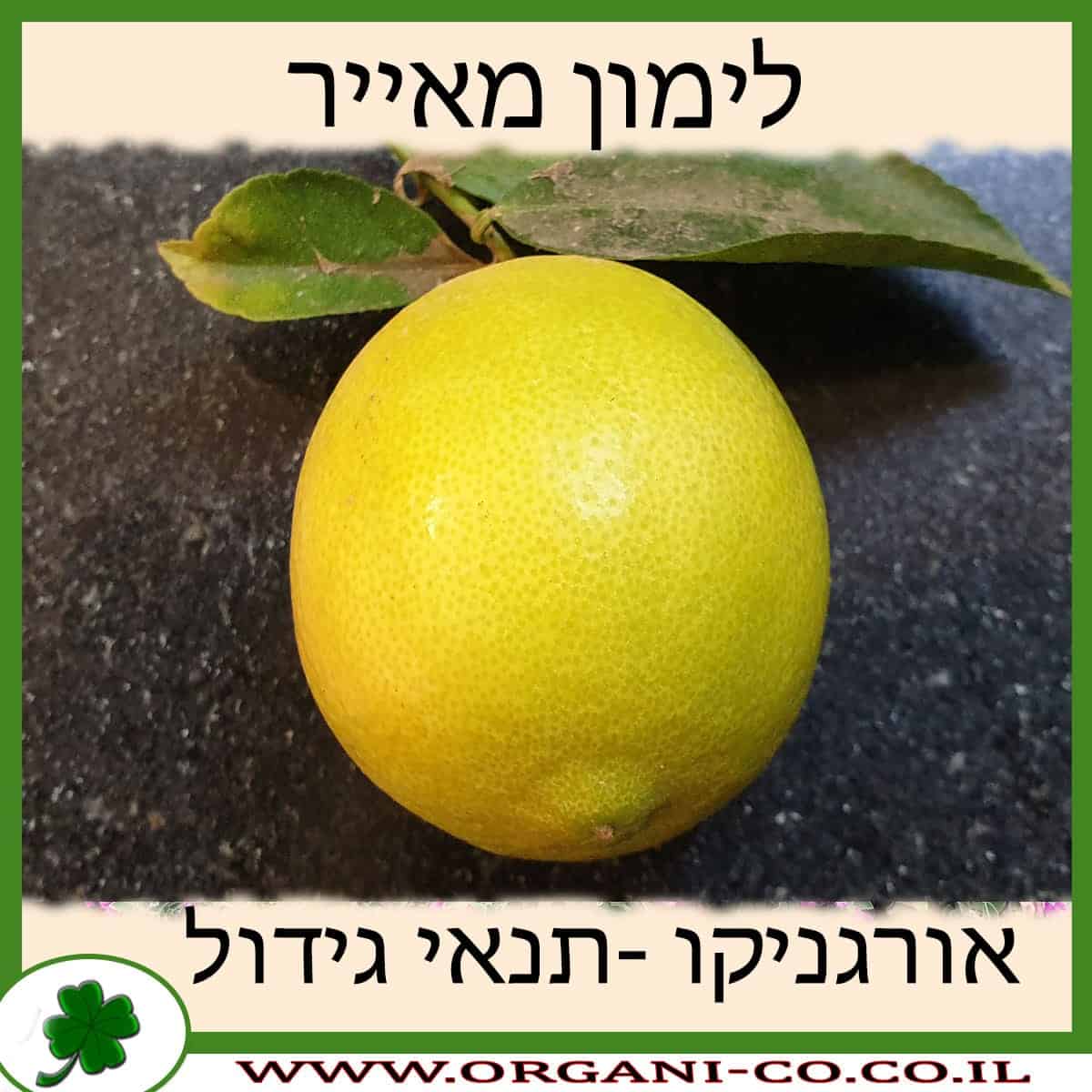 לימון מאייר