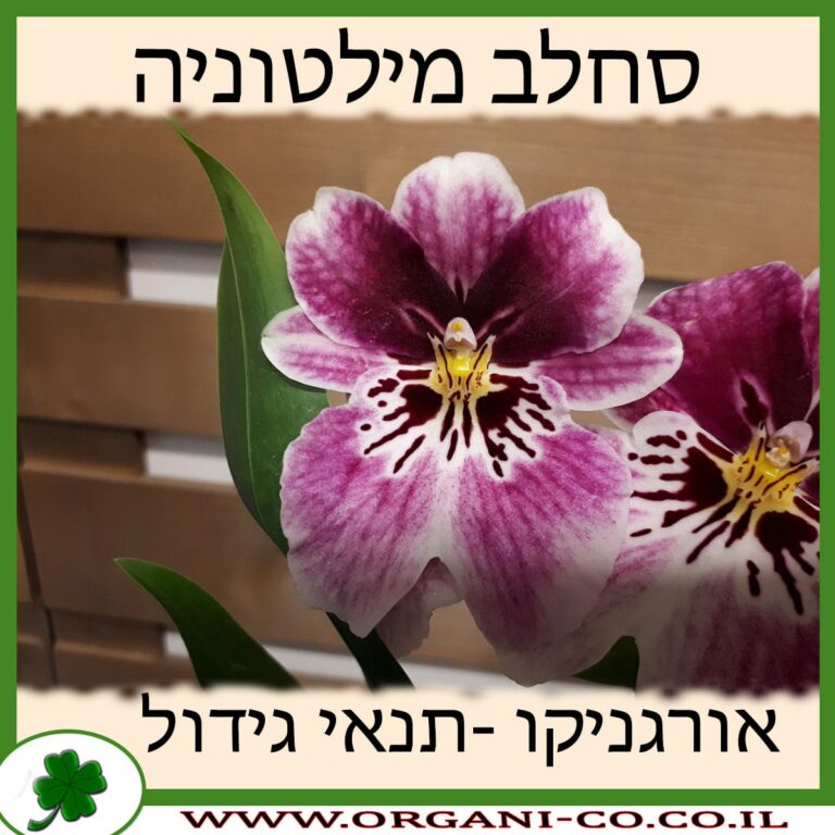 סחלב מילטוניה סחלב מילטוניה