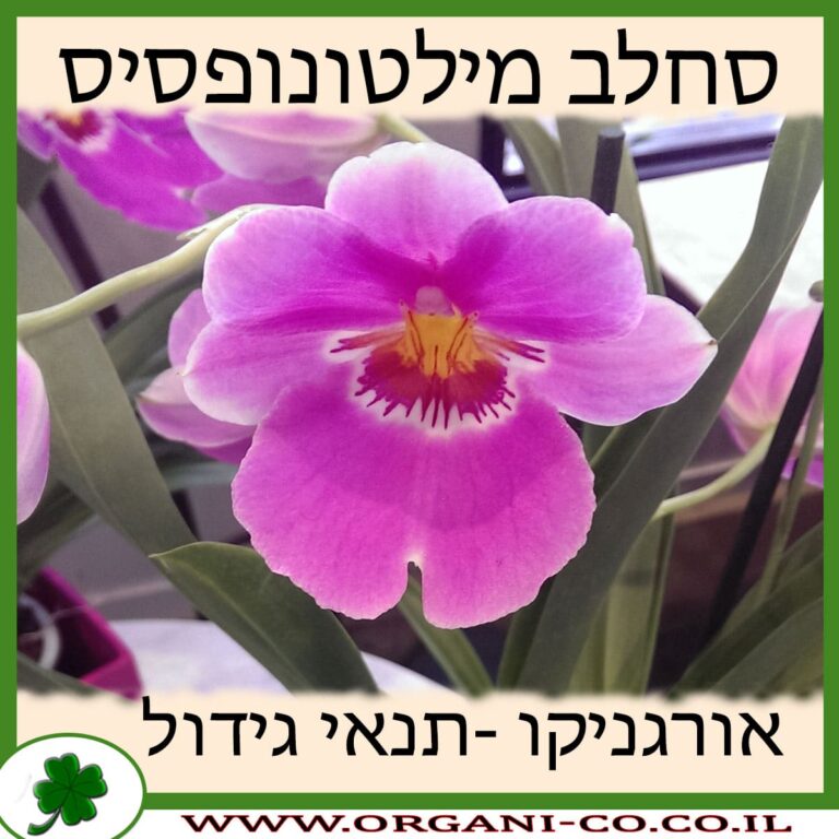 סחלב מילטונופסיס סחלב מילטונופסיס