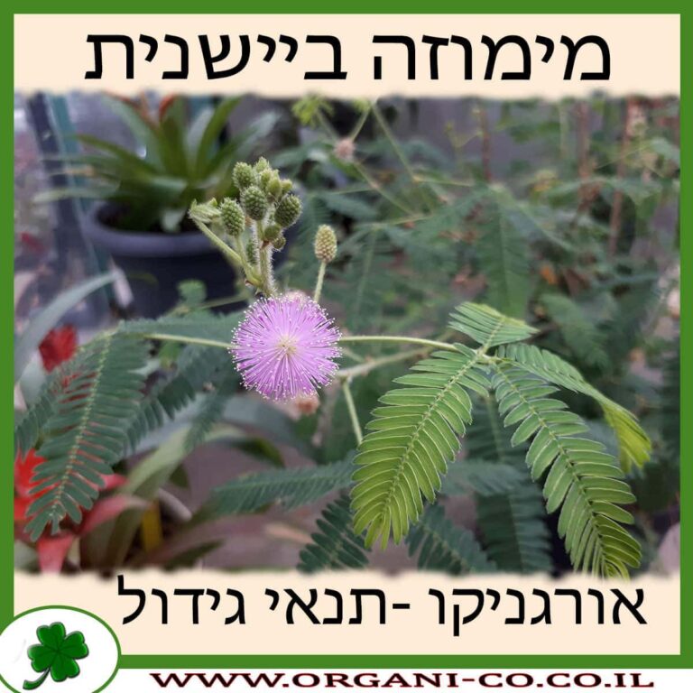 מימוזה ביישנית מימוזה ביישנית גידול צמח