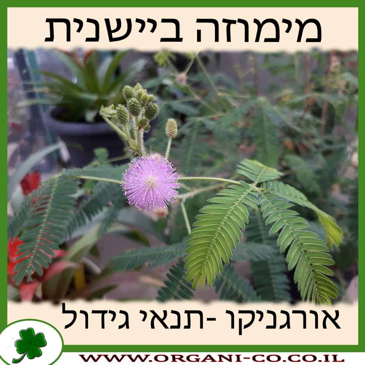 מימוזה ביישנית גידול צמח