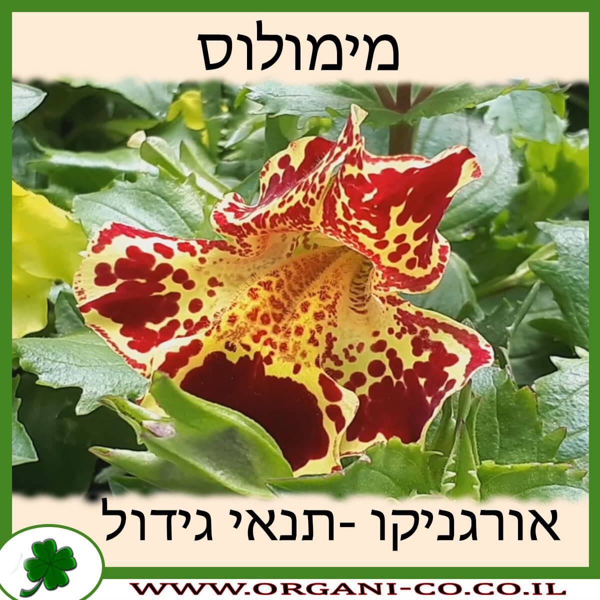 מימולוס
