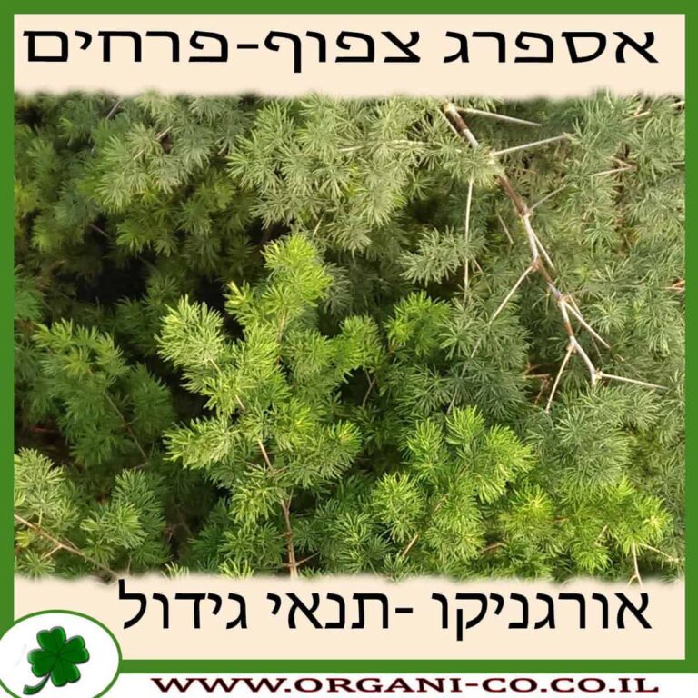 אספרג צפוף-פרחים אספרג צפוף-פרחים גידול צמח