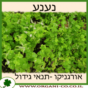 נענע גידול צמח