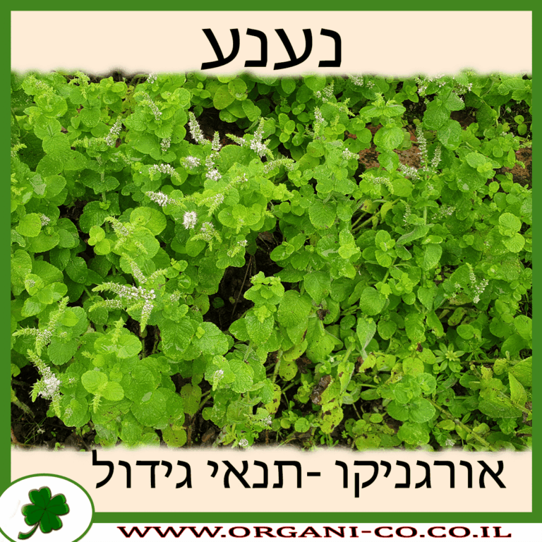נענע נענע גידול צמח