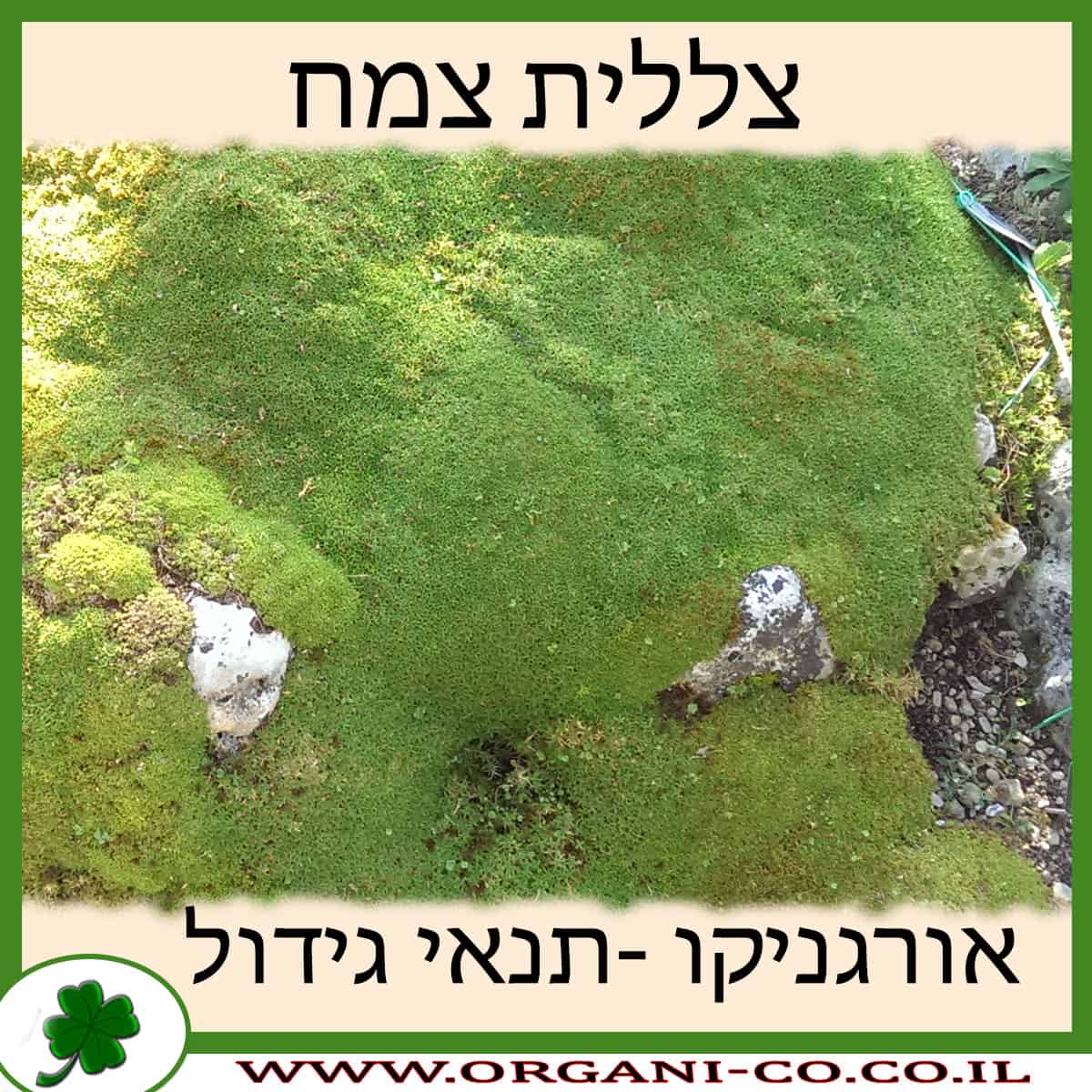 צללית צמח