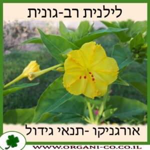 לילנית רב-גונית