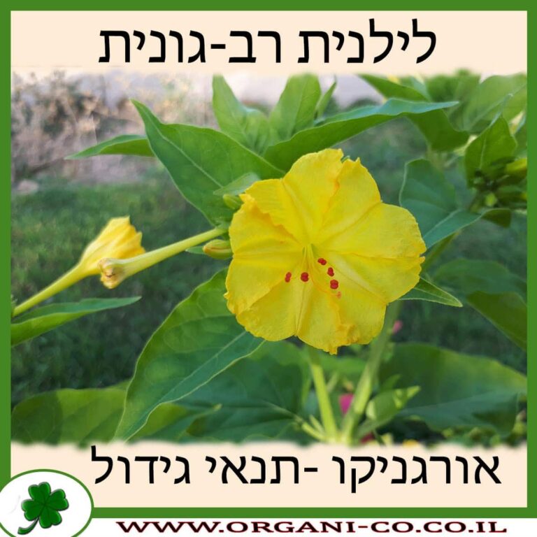 לילנית רב-גונית