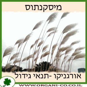 מיסקנתוס