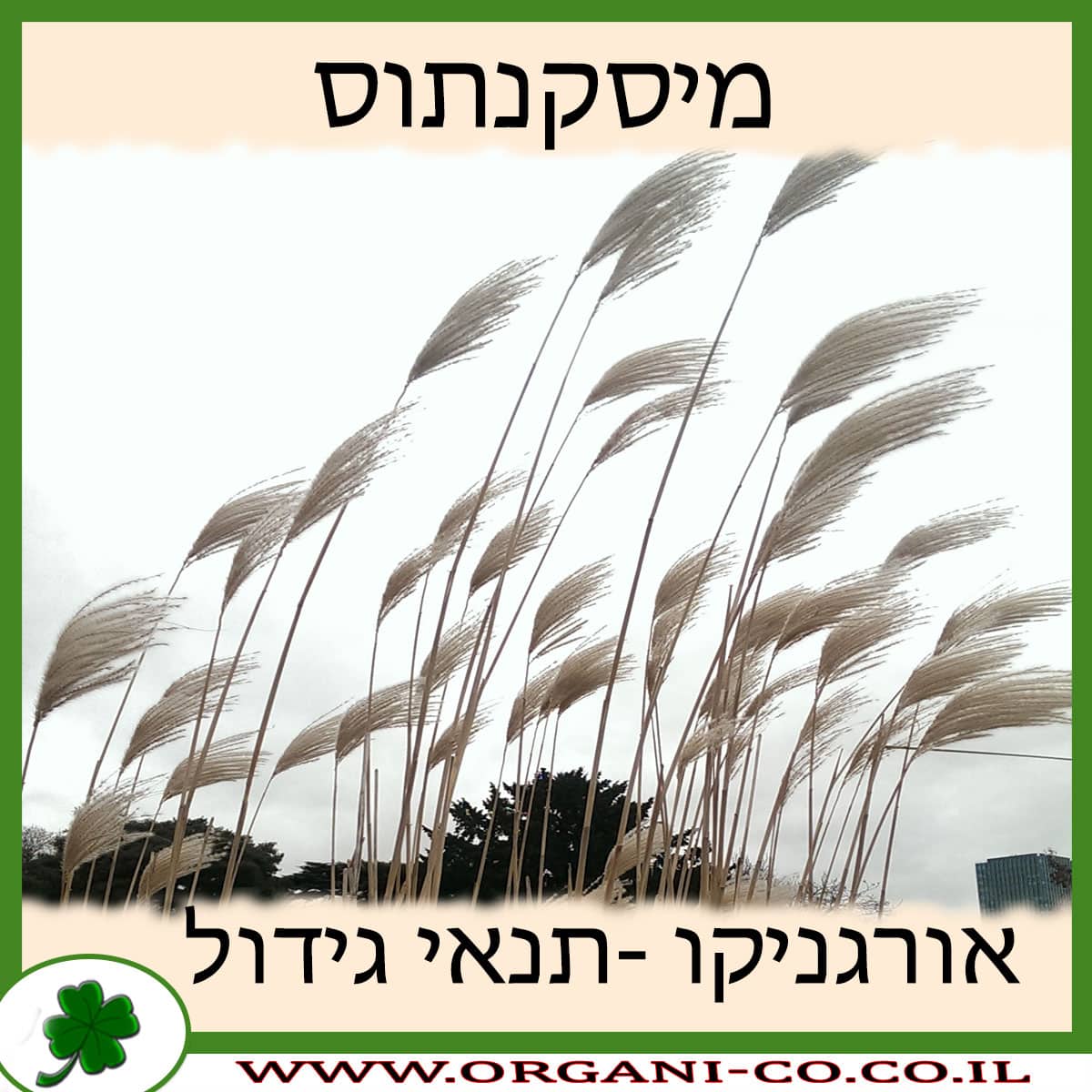 מיסקנתוס