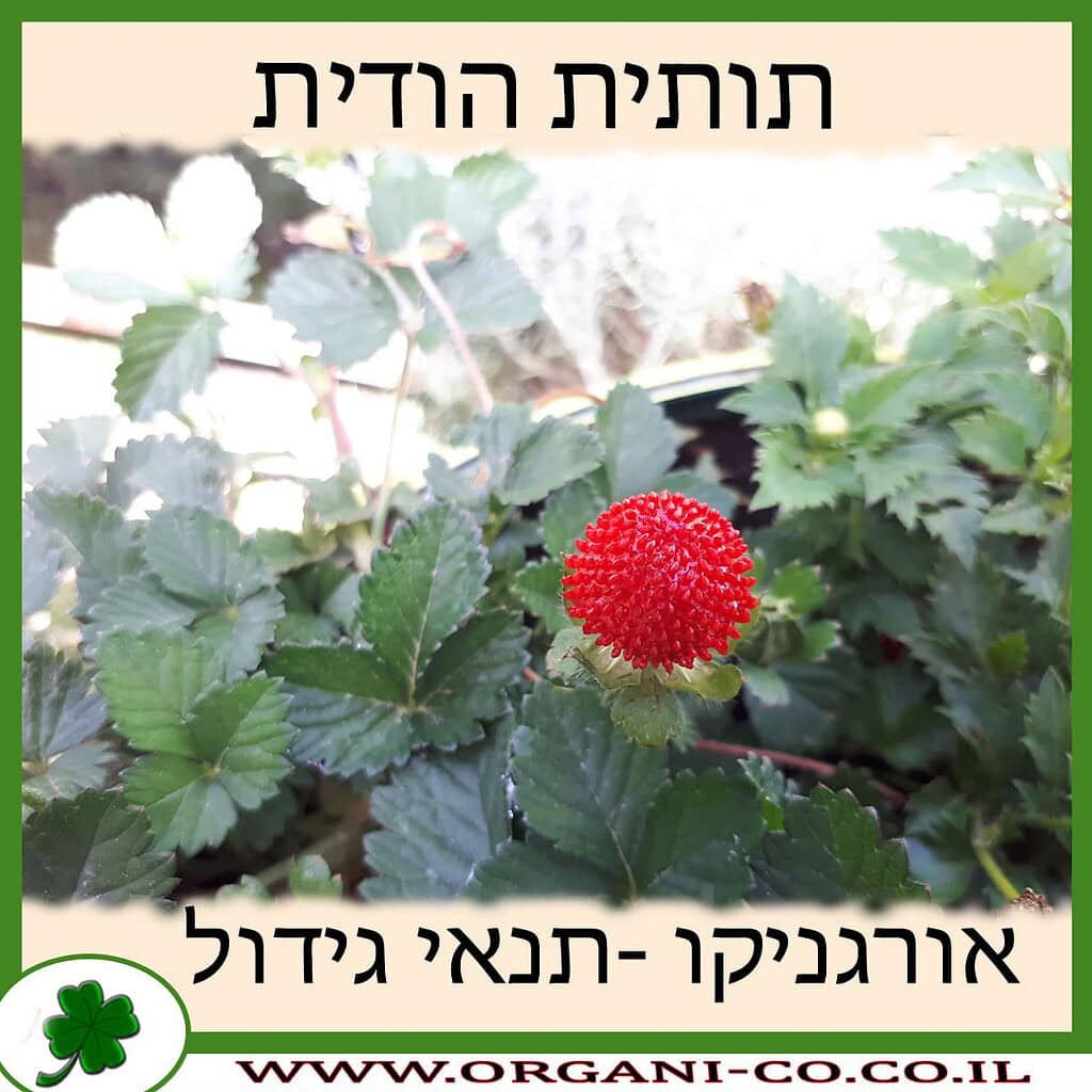 תות שדה - גידול צמח - משתלת אורגניקו - גידול תותים אורגני - Strawberry ...
