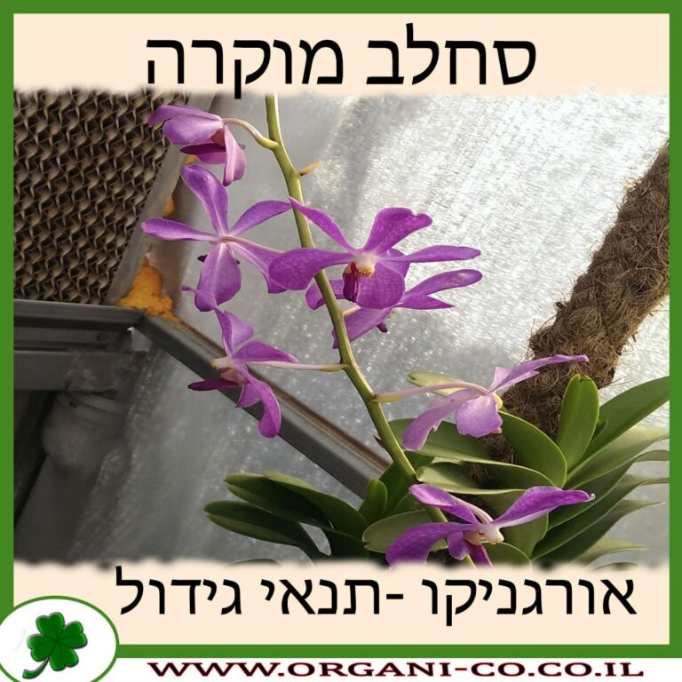 סחלב מוקרה סחלב מוקרה