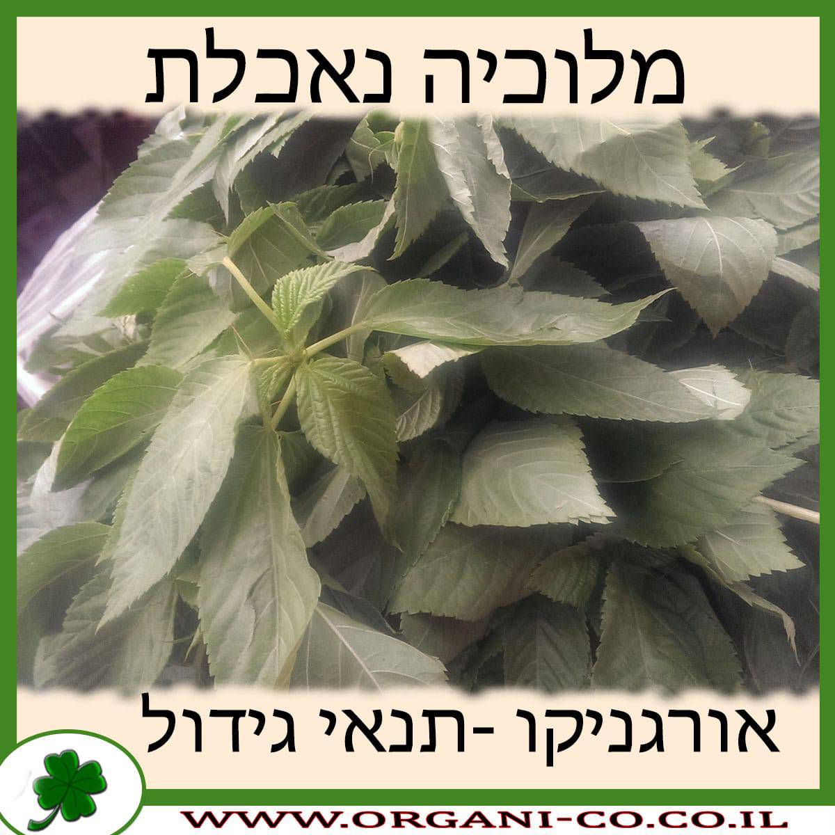 מלוכיה נאכלת