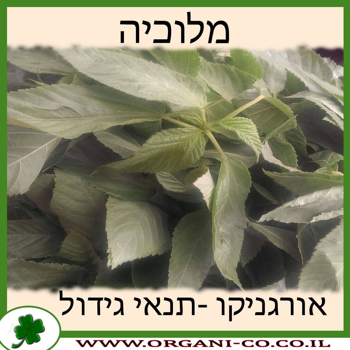 מלוכיה תנאי גידול