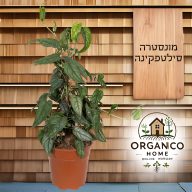 מונסטרה סילטפיקנה על מוס למכירה - מחיר