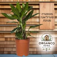 מונסטרה סטדליאנה על מוס למכירה - מחיר