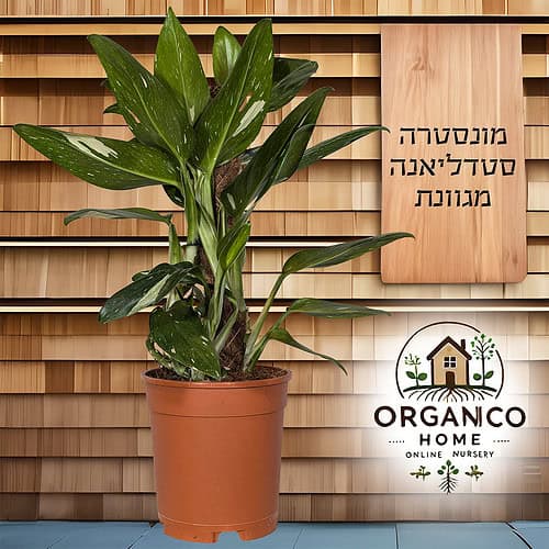 מונסטרה סטדליאנה על מוס למכירה - מחיר